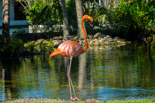 Flamingo-2 in der Dominikanischen Republik