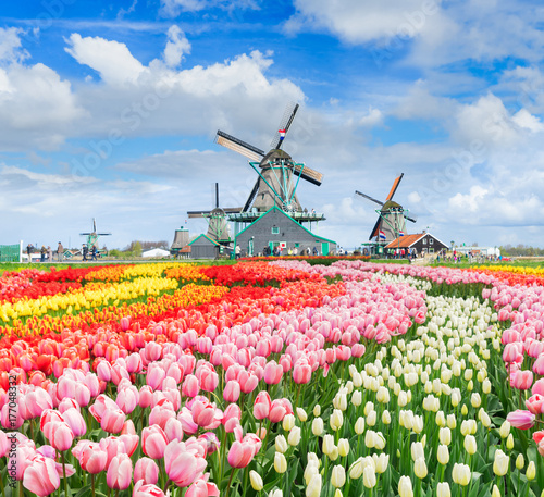 three traditional Dutch windmills of Zaanse Schans and rows of tulips, Netherlands