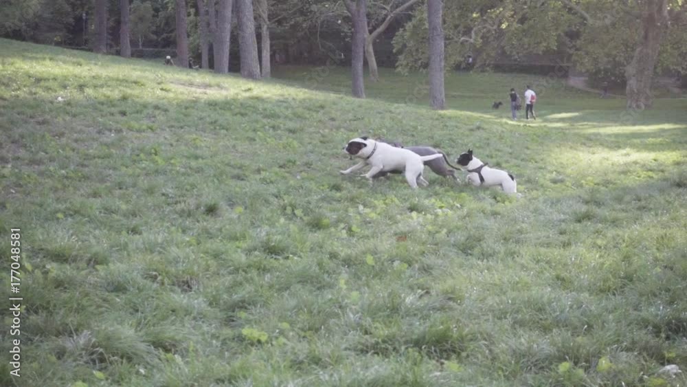 Perros jugando en el parque