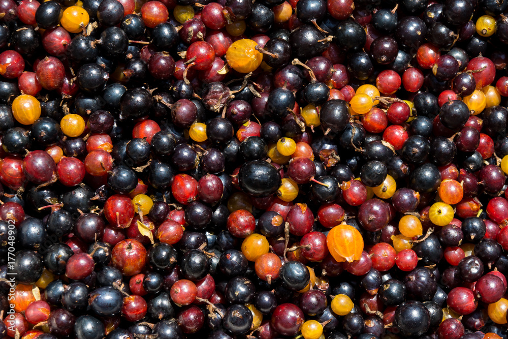 A hybrid of currants and gooseberries.