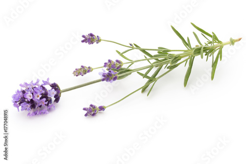 Lavender flowers.