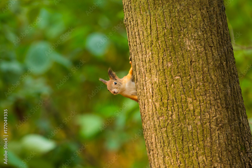 Curious red squirrel peeking behind the tree trunk Curious red squirrel peeking behind the tree trunk
