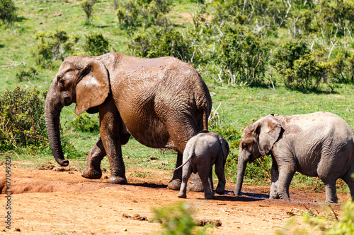 Elephants forming a lineup