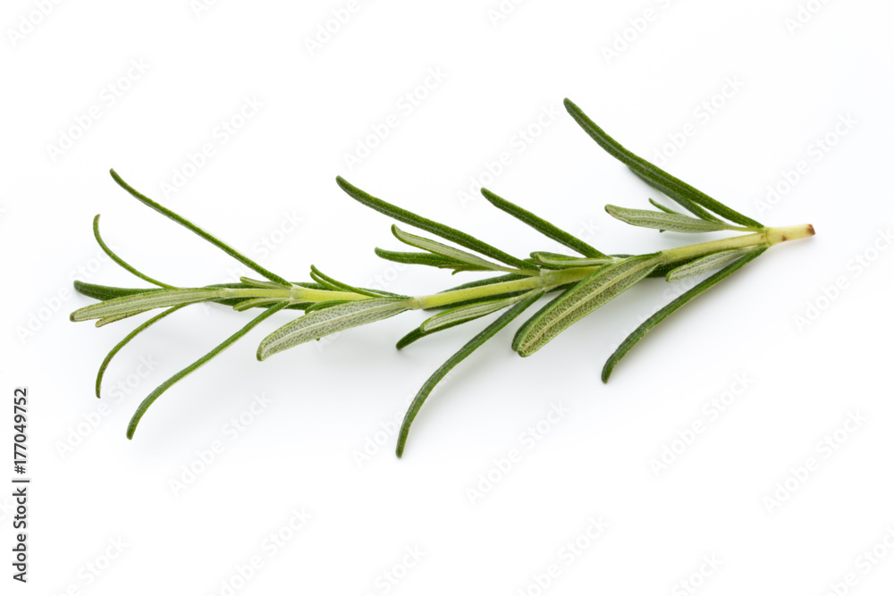 Rosemary isolated on white background, Top view. Rosemary isolated on white background, Top view.
