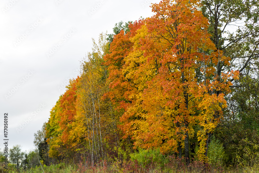 Birch leaves in autumn Birch leaves in autumn