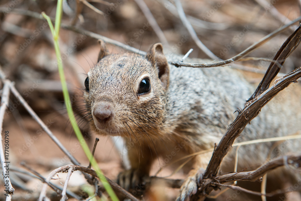 Close up of curious Ground squirrel (rodent) looking through branches Close up of curious Ground squirrel (rodent) looking through branches