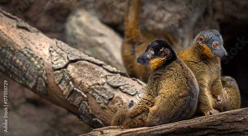 lemurs languishing on a log photo