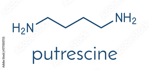 Putrescine foul smelling molecule. Skeletal formula.