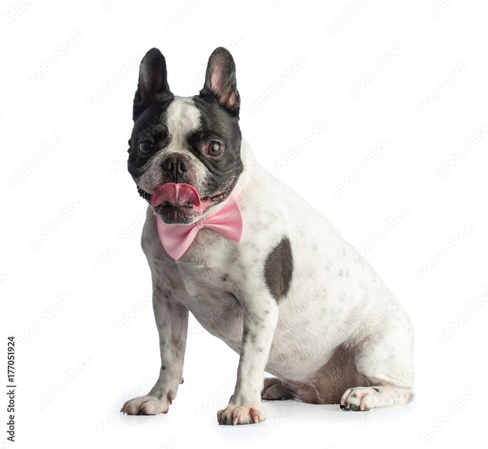 French bulldog with bow tie