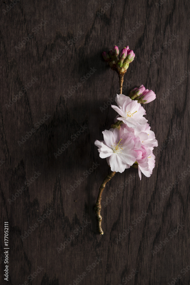 Sunlit Cherry Blossom On Wood Sunlit Cherry Blossom On Wood