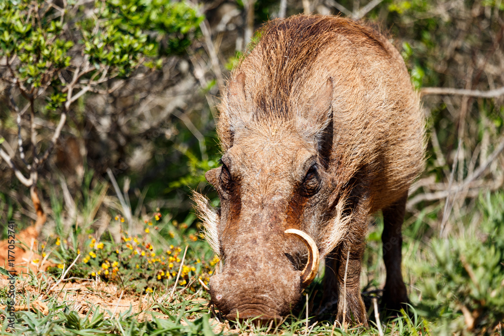 Warthog standing with his nose in the ground Warthog standing with his nose in the ground