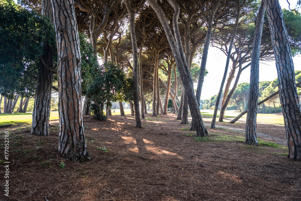 crowns of coniferous trees in the south of france crowns of coniferous trees in the south of france