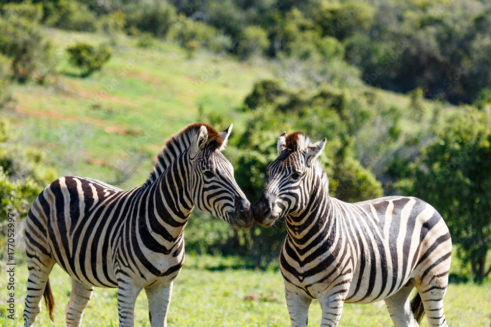 Fototapeta premium Zebras standing and sniffing each other