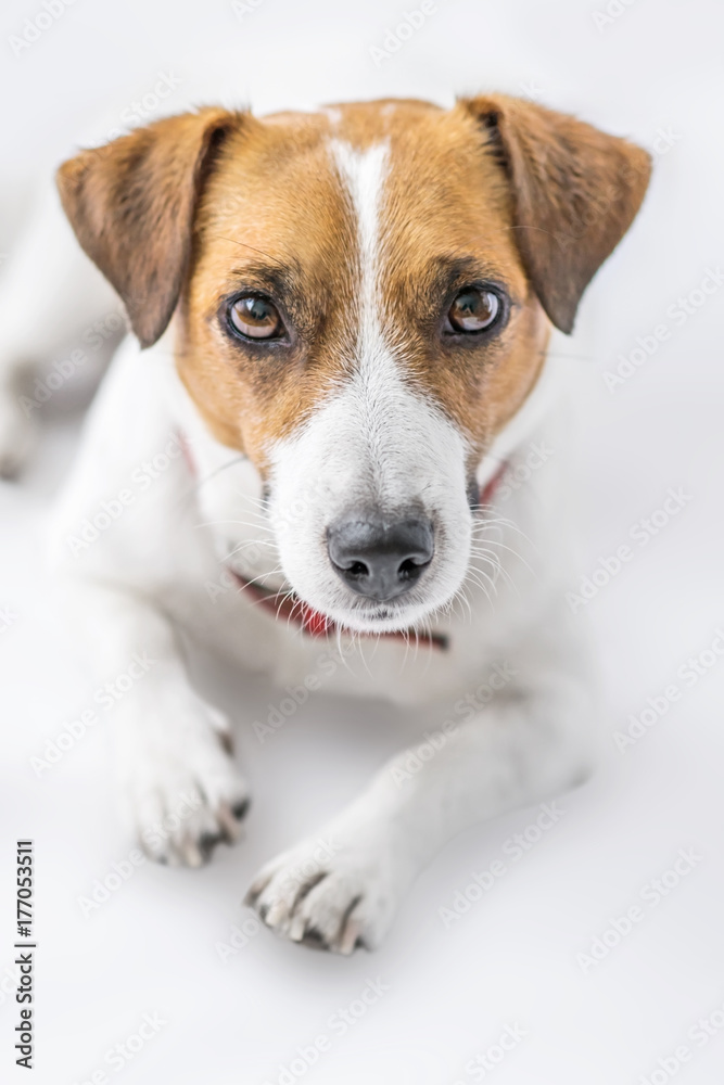 A close-up portrait of a beautiful cute small dog Jack Russell Terrier lying and looking into camera on white background. Studio shot