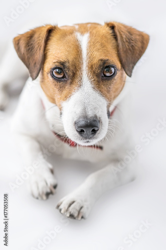 A close-up portrait of a beautiful cute small dog Jack Russell Terrier lying and looking into camera on white background. Studio shot © Tetiana