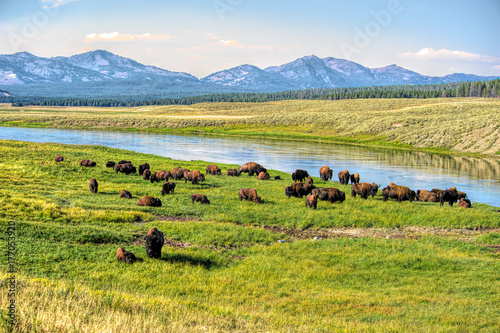 Yellowstone National Park