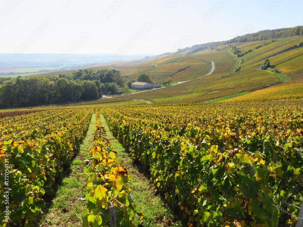 Paysage de parcelles de vignes en automne en Champagne (France)
