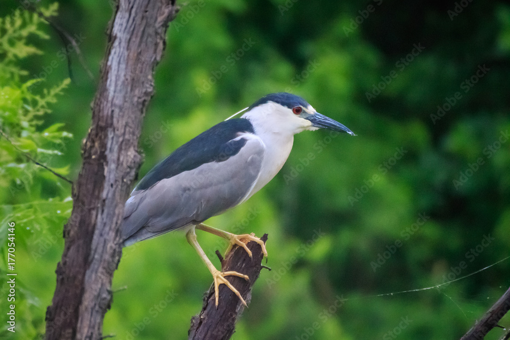 Night Heron in a Tree (Nycticorax nycticorax) perched in a tree. Night Heron in a Tree (Nycticorax nycticorax) perched in a tree.
