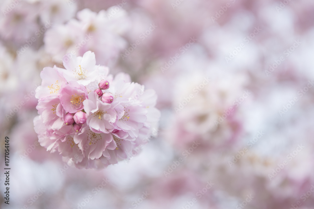 Cherry Blossoms Cherry Blossoms
