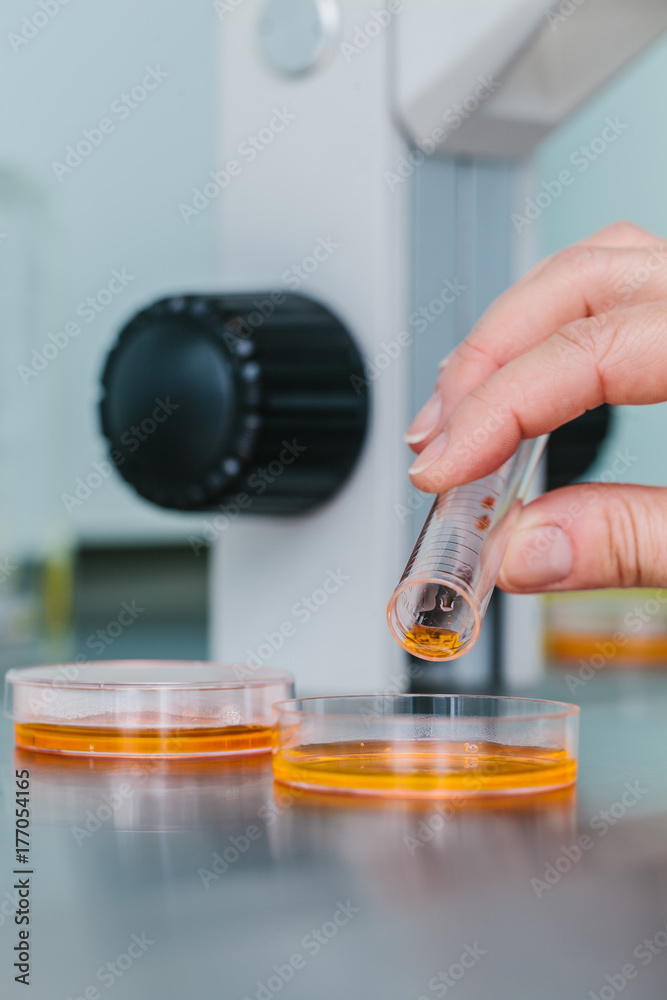 IVF Biologist Analyzing Fluids IVF Biologist Analyzing Fluids