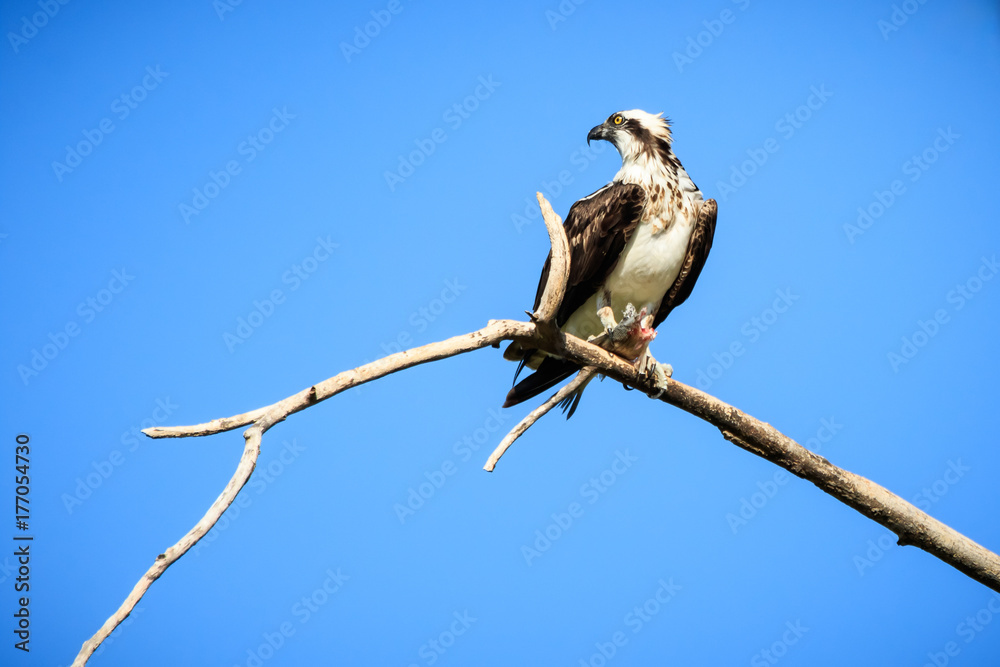 Osprey (Pandion haliaetus) Perched on a Dead Tree Osprey (Pandion haliaetus) Perched on a Dead Tree