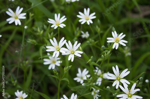 Białe kwiaty na trawie