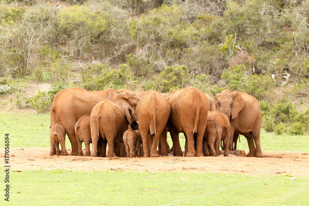 Fototapeta premium Elephants drinking water together