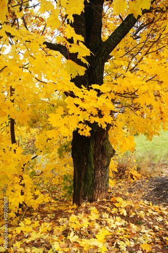 maple, tree