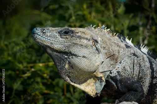 Large black spiny-tailed iguana head shot