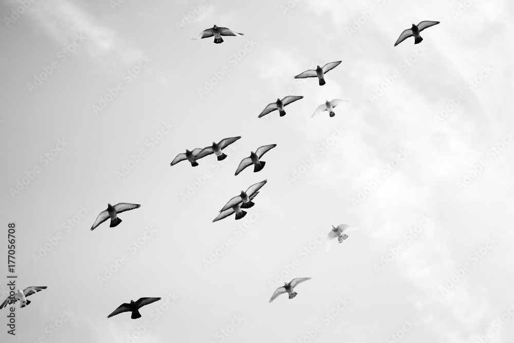 Fototapeta premium Black and white photo of pigeons soaring in the sky 