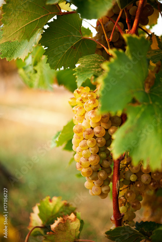 green grapes in vine.