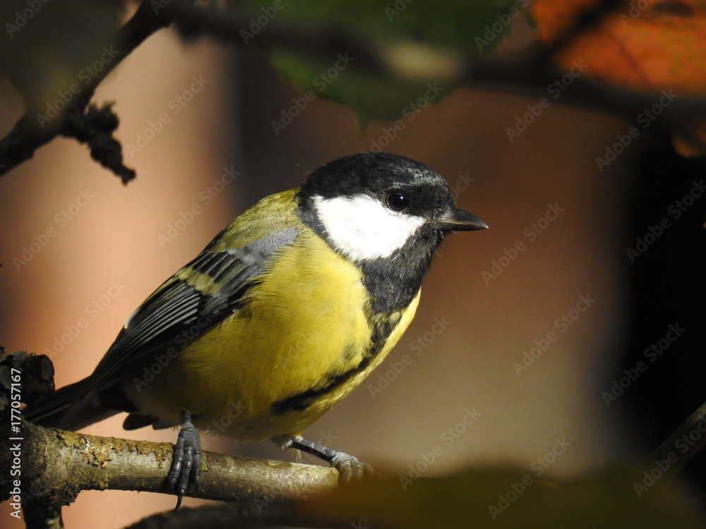 Obraz premium Beautiful Great tit