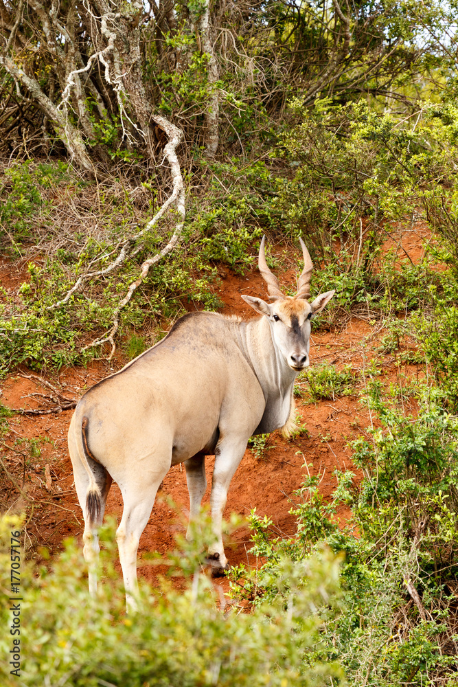 Eland turning his head to look at you