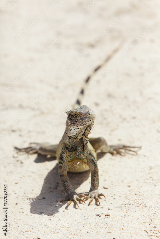 Close Up Of Iguana On Beach In Bonaire Close Up Of Iguana On Beach In Bonaire
