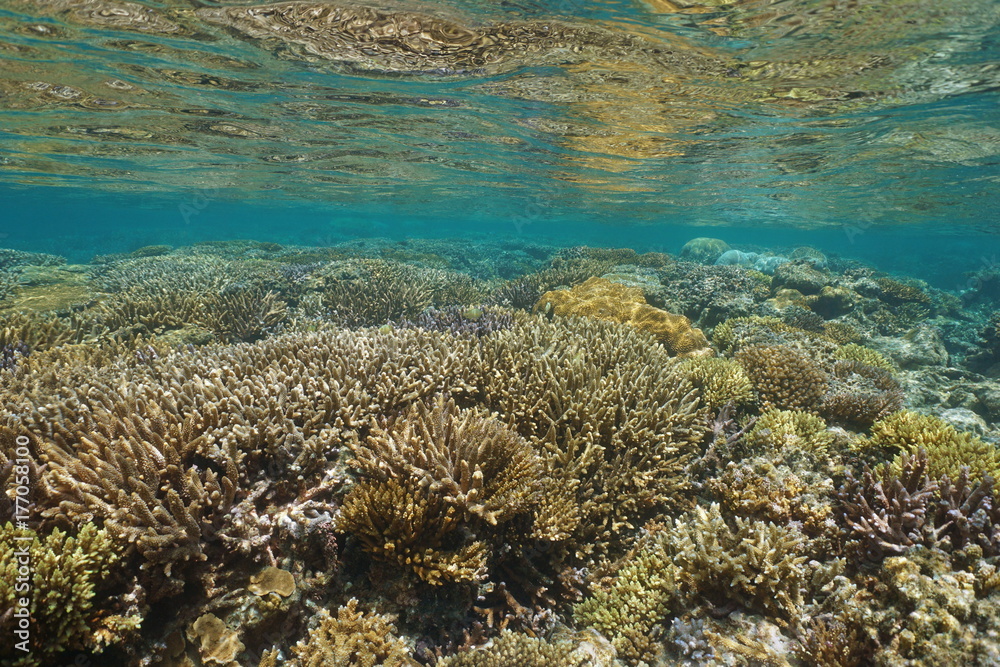 Naklejka premium Underwater seascape healthy coral reef in shallow water, south Pacific ocean, lagoon of Grand Terre island in New Caledonia, Oceania