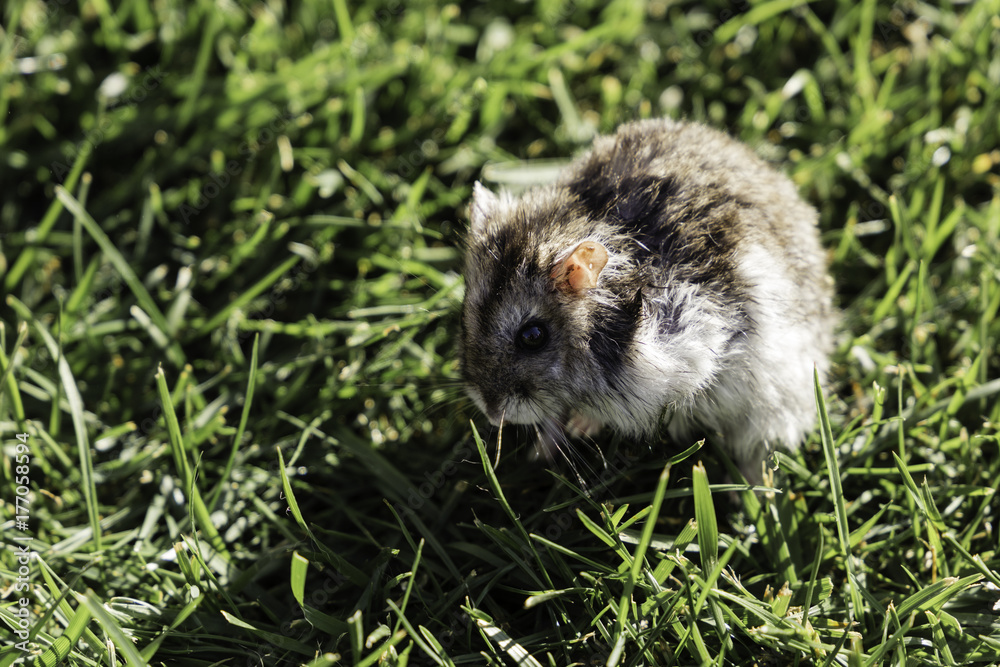 Hamster free in a lawn the middle of grass with black eyes and white and hazel fur Hamster free in a lawn the middle of grass with black eyes and white and hazel fur