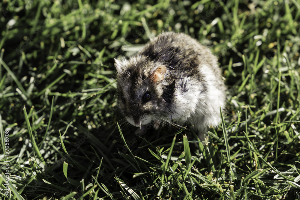 Hamster free in a lawn the middle of grass with black eyes and white and hazel fur
Hamster free in a lawn the middle of grass with black eyes and white and hazel fur