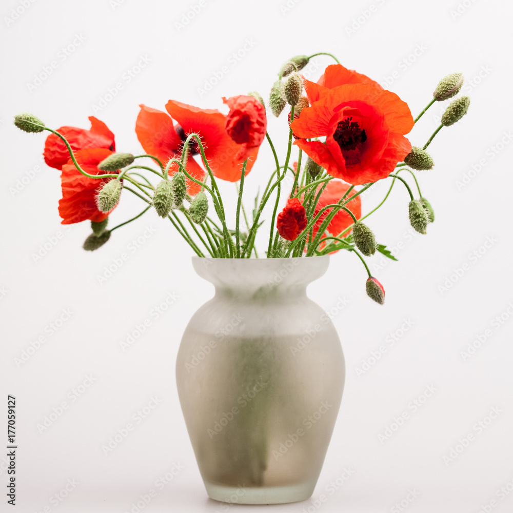 Obraz premium Red poppies (Papaver rhoeas) and buds with details 