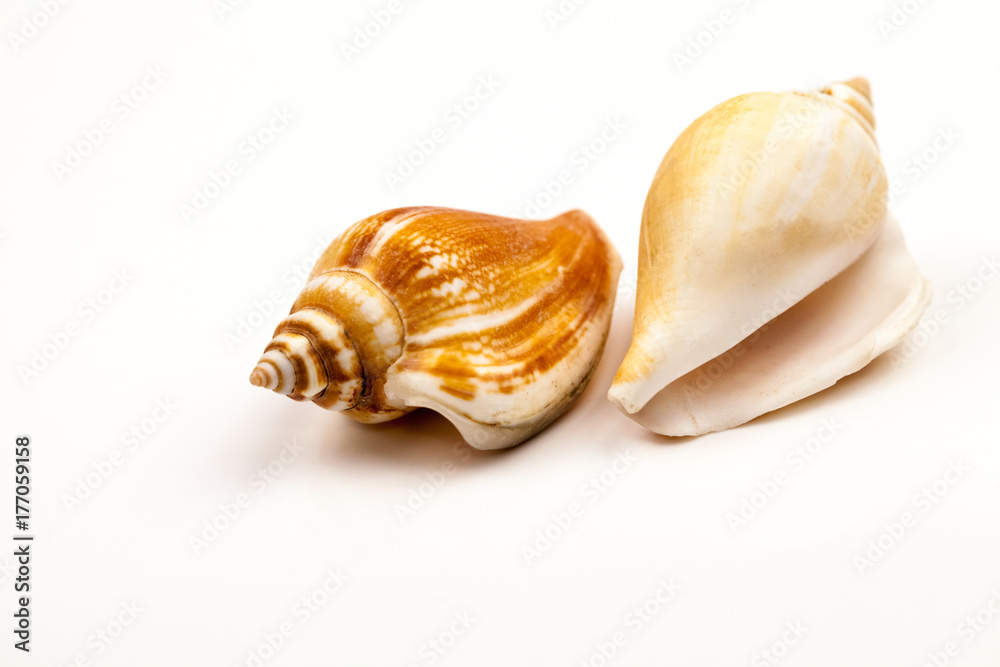 Seashells - colors and texture
Seashells - colors and texture