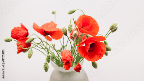 Red poppies (Papaver rhoeas) and buds with details
