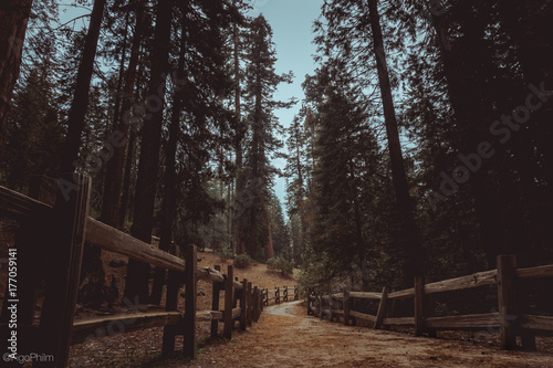 Sequoia Path