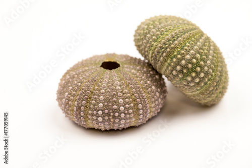Green sea urchin with details 