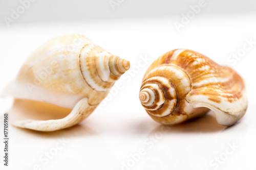 Seashells - colors and texture 