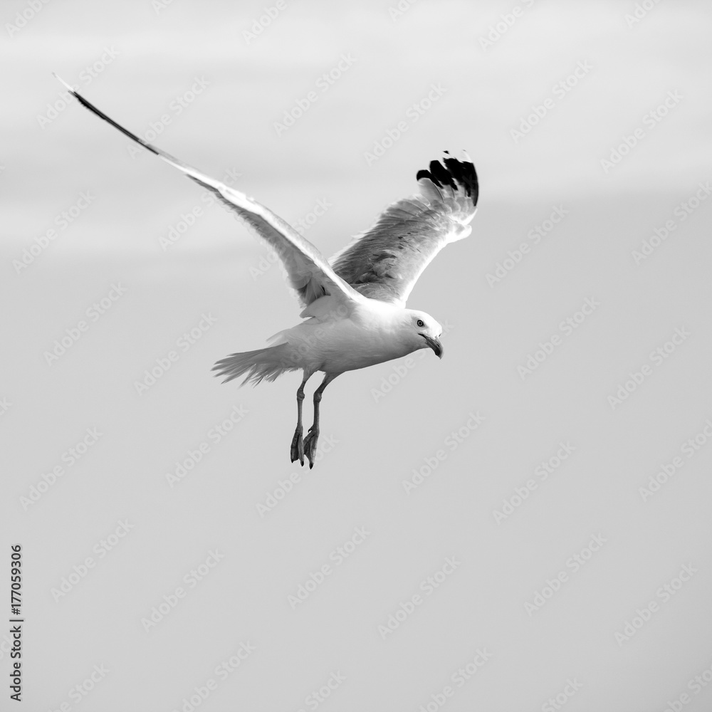 Fototapeta premium Beautiful seagulls soaring in the sky