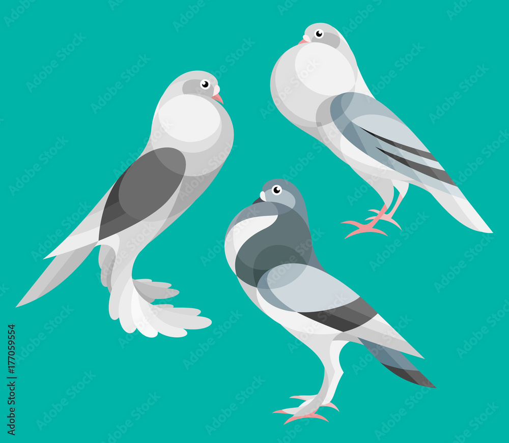 Obraz premium Stylized Pigeons - Pouter