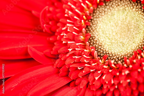 Gerbera jamesonii - red beautiful flower with macro details 