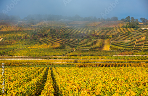 Vineyards in the foggy autumn morning, Burgundy, France © javarman