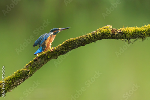 Close up of a Kingfisher Alcedo atthis eating fish