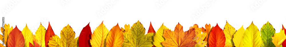 Goldener Herbst auf weissem Hintergrund Goldener Herbst auf weissem Hintergrund