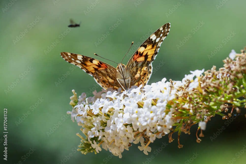 Fototapeta premium Front view close up Silver-washed fritillary (Argynnis paphia) butterfly feeding on a white butterfly bush Buddleja davidii with open wings
